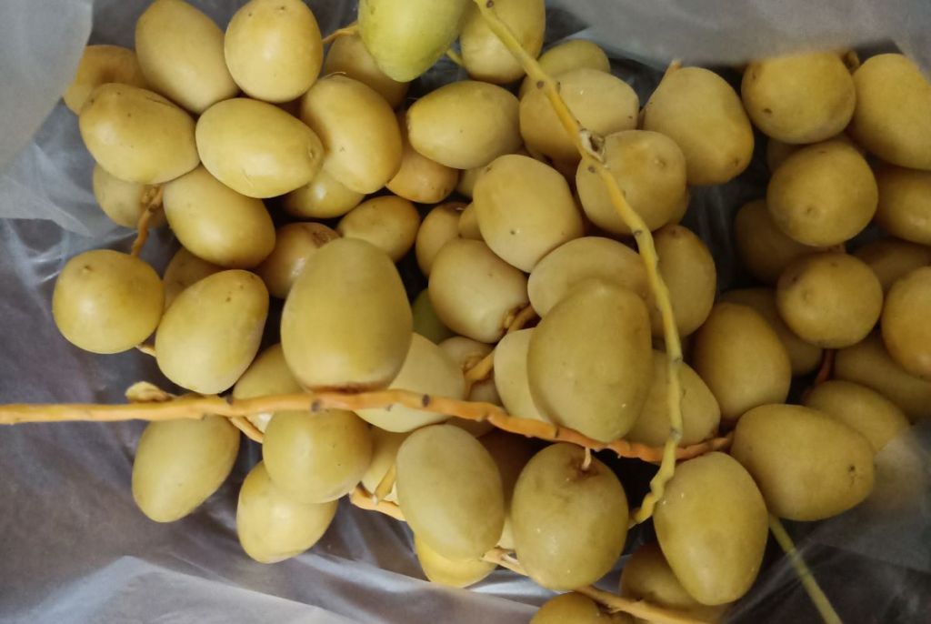 10 Jenis Kurma Terpopuler dan Manfaat Bagi Tubuh Kita