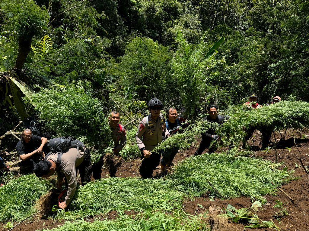 Polisi Kembali Temukan Ladang Ganja di Lereng Semeru Lumajang