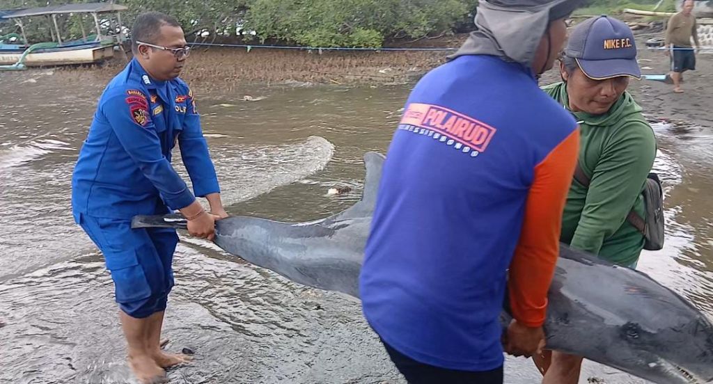 Lumba-lumba Terdampar di Pantai Kerapu Situbondo Jadi 3 Ekor, 2 Mati
