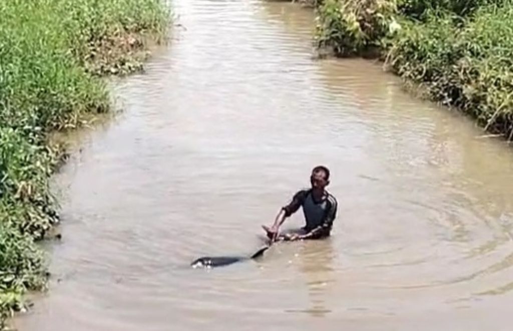 Lumba-lumba Imut Tersesat di Saluran Irigasi Situbondo