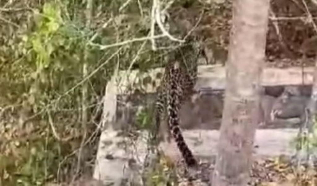 Viral di Medsos, Macan Tutul Muncul di Kawasan Hutan Baluran Situbondo