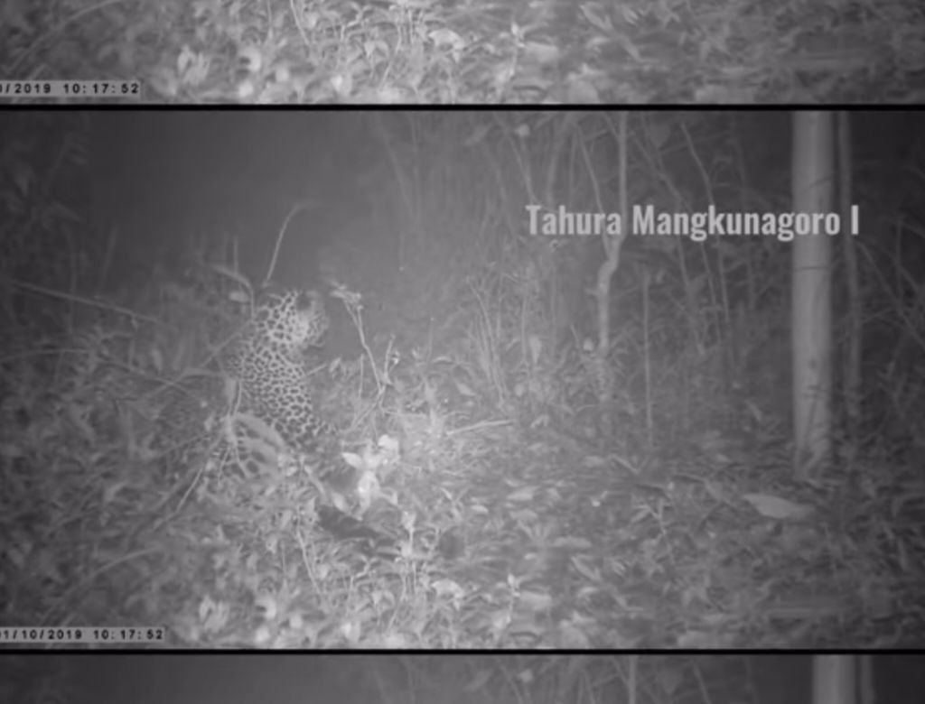 Penampakan Macan Tutul di Gunung Lawu