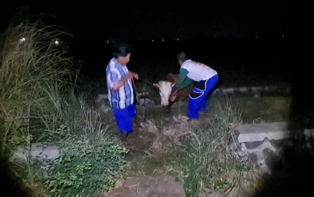 Komplotan Pencuri Sapi di Probolinggo Tepergok Warga