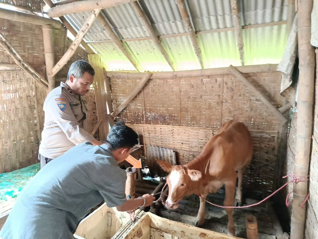 Sakit Hati Gagal Menikah, Seorang Pemuda di Jember Curi Sapi Milik Tunangannya