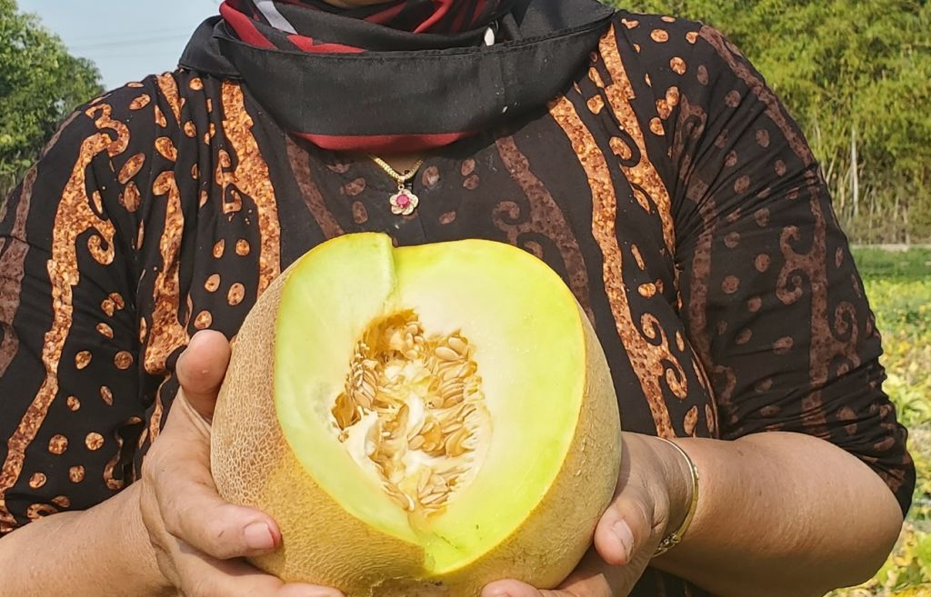 Sensasi Memetik Melon Amanda, Langsung dari Kebunnya di Mojokerto