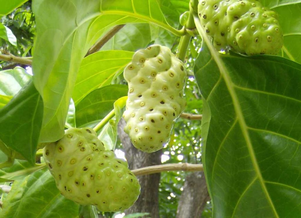 7 Manfaat Buah Mengkudu Bagi Kesehatan Tubuh