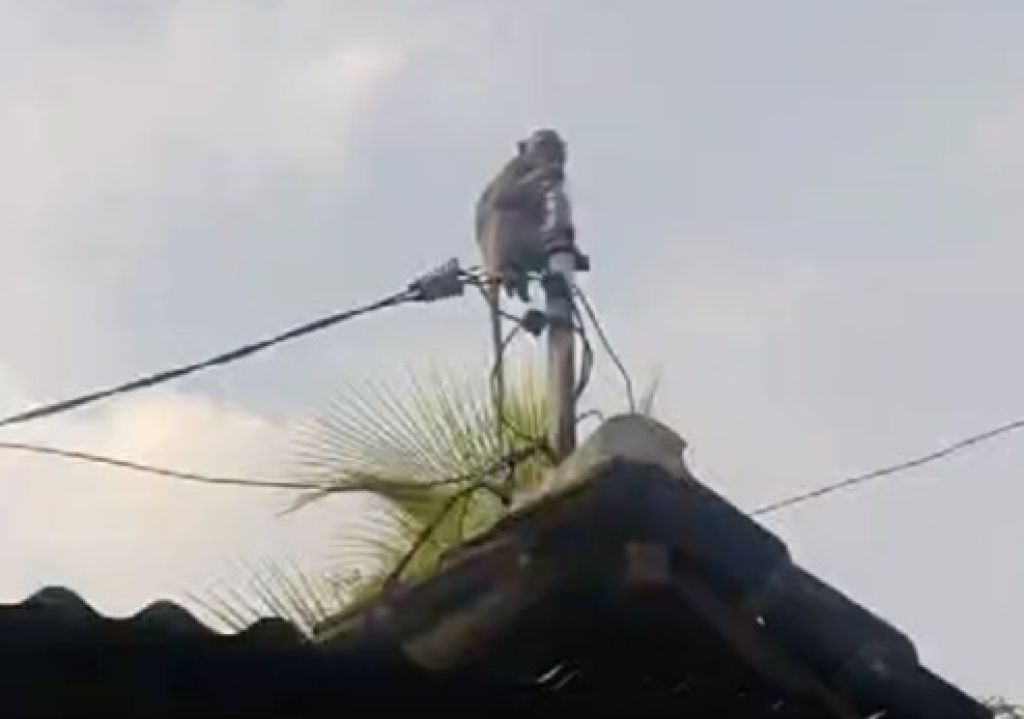 Seekor Monyet Nangkring di Tiang Listrik Rumah Warga Surabaya