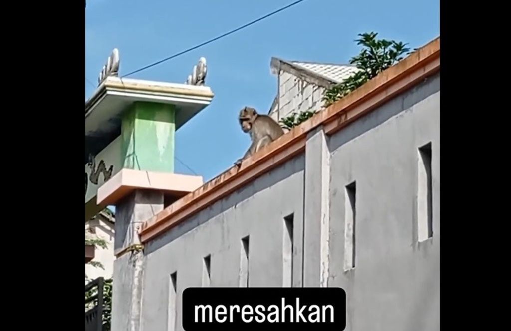 Monyet Doyan Sosis Resahkan Warga di Jember, Ini Penampakannya