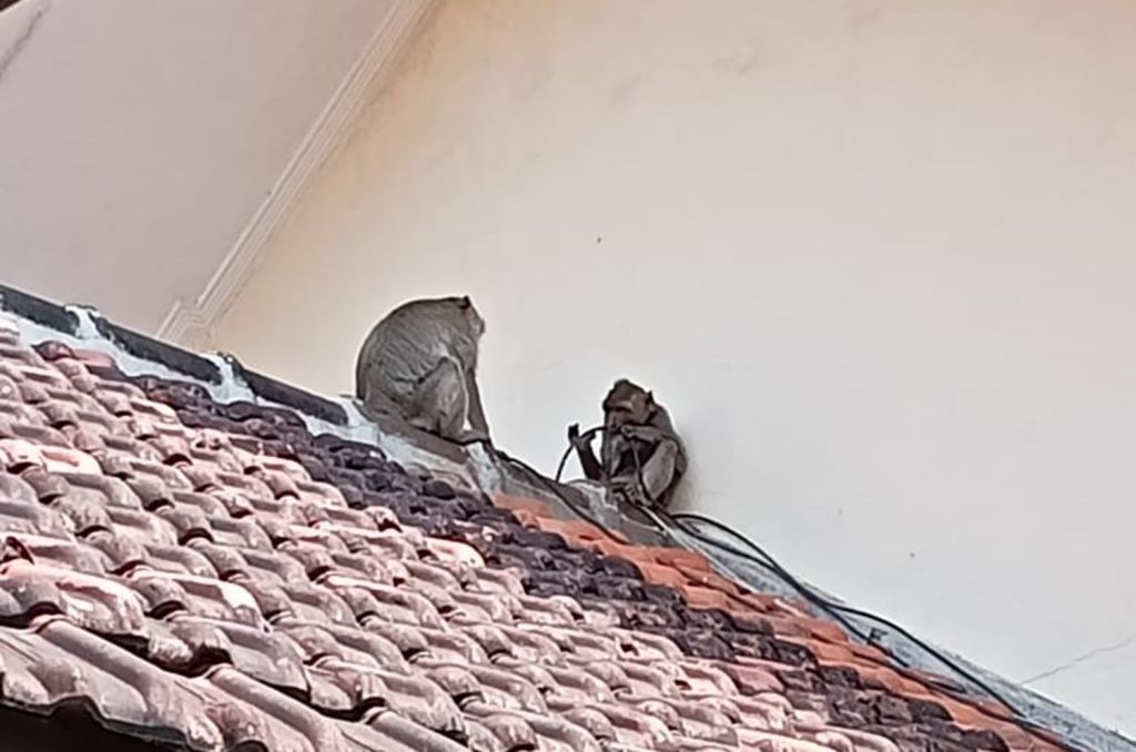 Kawanan Monyet Liar Resahkan Warga dan Keluarga Pasien Rumah Sakit di Situbondo