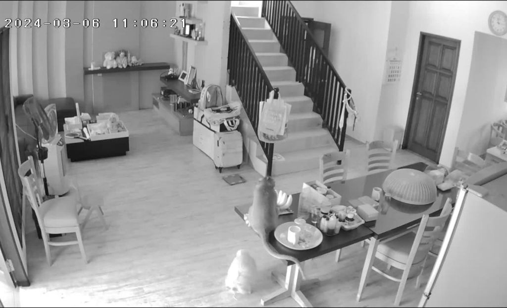 Viral Monyet Masuk Rumah Kawasan Elite di Jember Terekam CCTV