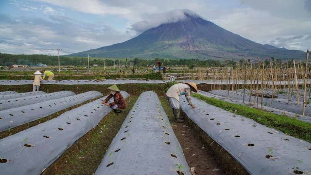 Musim Tanam Cabai di Lumajang: Optimisme Petani di Tengah Tantangan Agrikultur