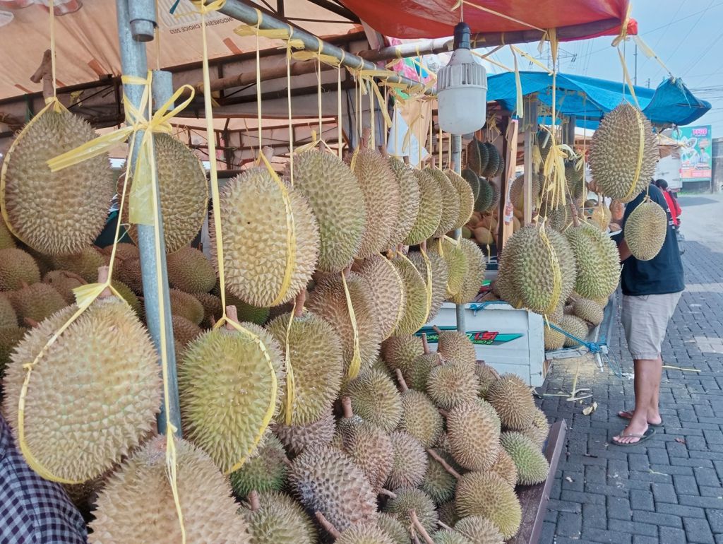 Musim Durian Telah Tiba, Jangan Sampai Salah Pilih Ya
