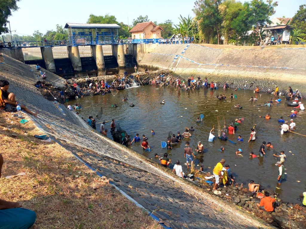 Pintu Air Balongsono Ditutup, Ratusan Warga Jombang Panen Ikan