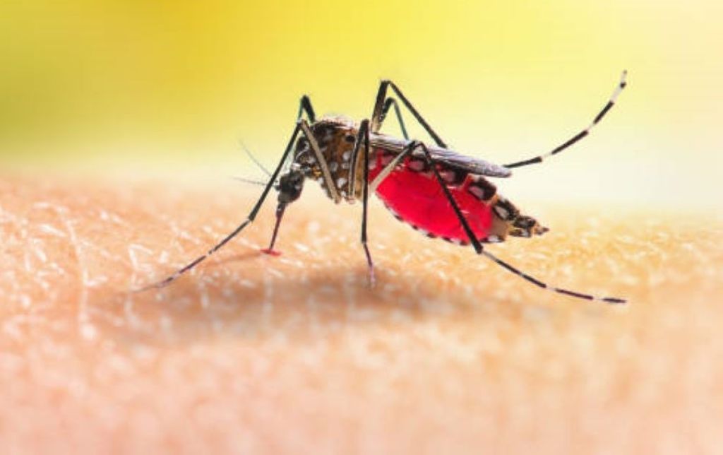 25 April Hari Malaria Sedunia, Sebaran Masih Tinggi di Indonesia Timur