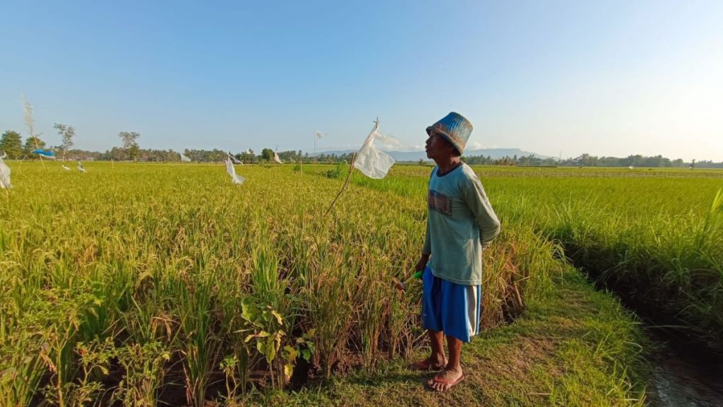 Ribuan Emprit Serang Ratusan Hektare Sawah, Petani Jember Terancam Gagal Panen