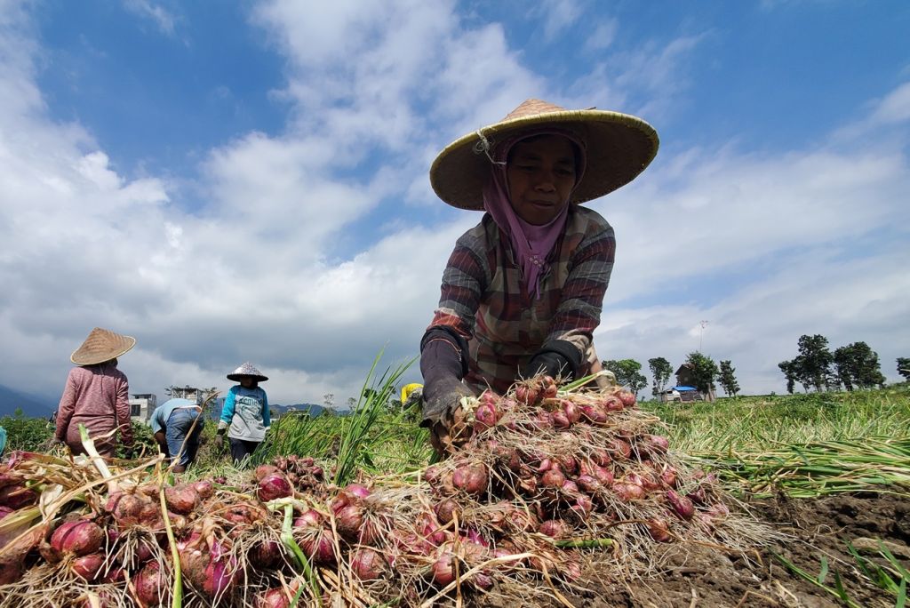 Harga Bawang Merah Anjlok Dampak Panen Raya, Petani di Mojokerto Masih Bersyukur