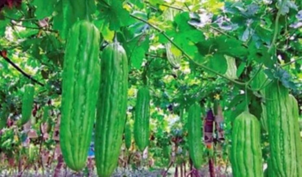 6 Manfaat Mengonsumsi Pare untuk Kesehatan Tubuh Anda