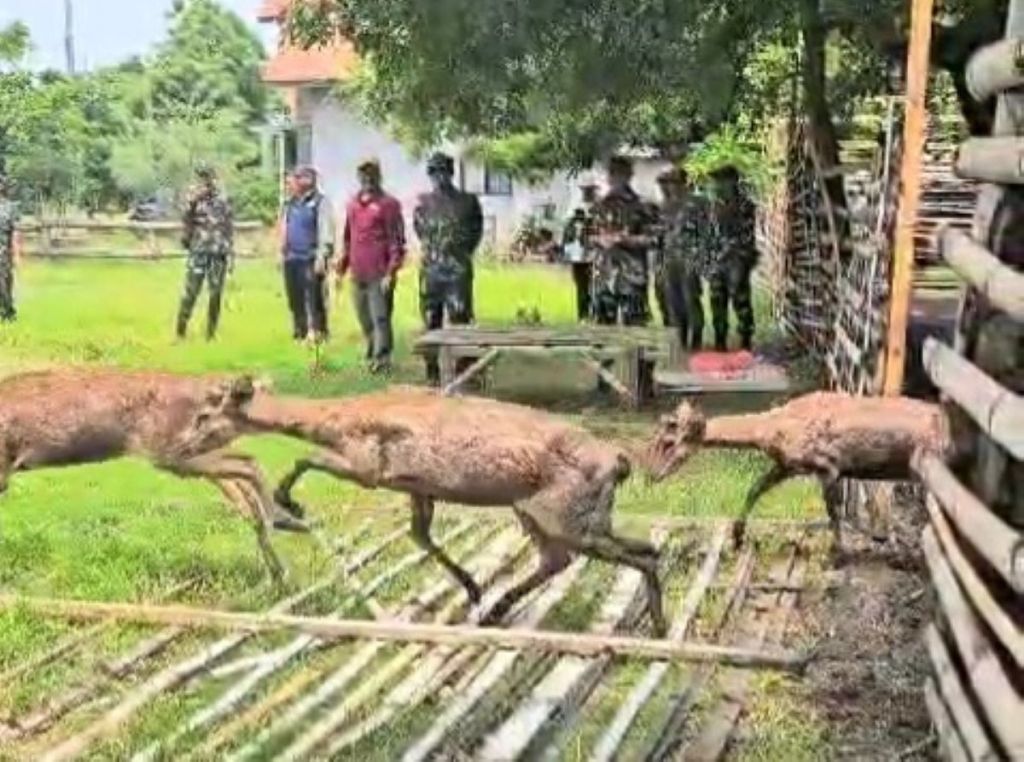 Balai Taman Nasional Baluran Situbondo Lepas 15 Ekor Rusa Timur ke Alam Bebas