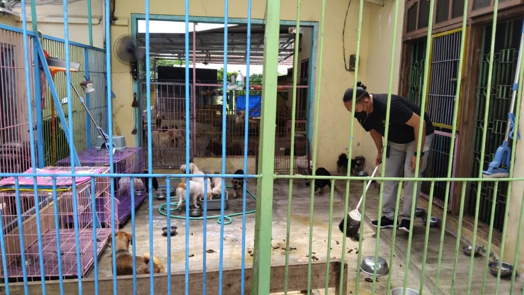 Pemilik dan Asisten Shelter Hewan Sananwetan Blitar Dibunuh
