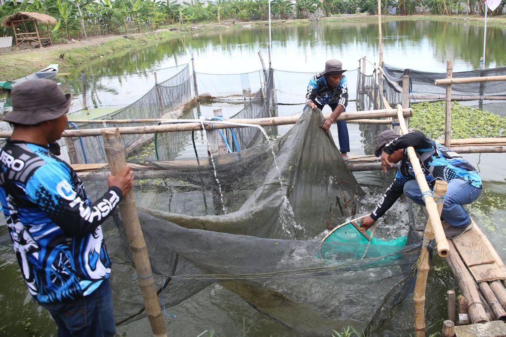Pemkot Surabaya dan Poktan Pajero Panen Raya Ikan dan Hasil Bumi