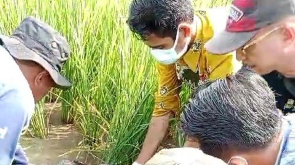 Mayat Pria Situbondo Terkubur Lumpur di Areal Persawahan Blok Makam Besar