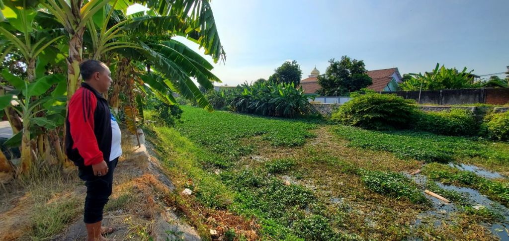 Tanaman Air Tutupi Kali Sadar Mojokerto Bagai Permadani, Begini Penampakannya