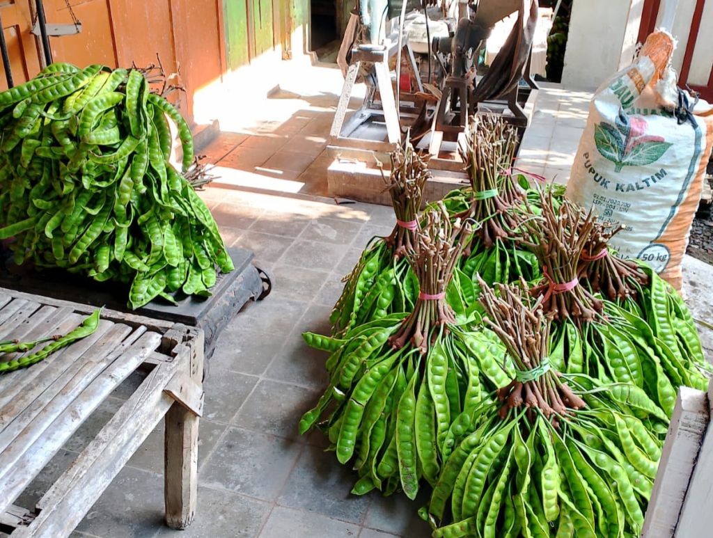 Girangnya Petani Situbondo saat Harga Petai Tembus Rp25 Ribu Per Kilogram