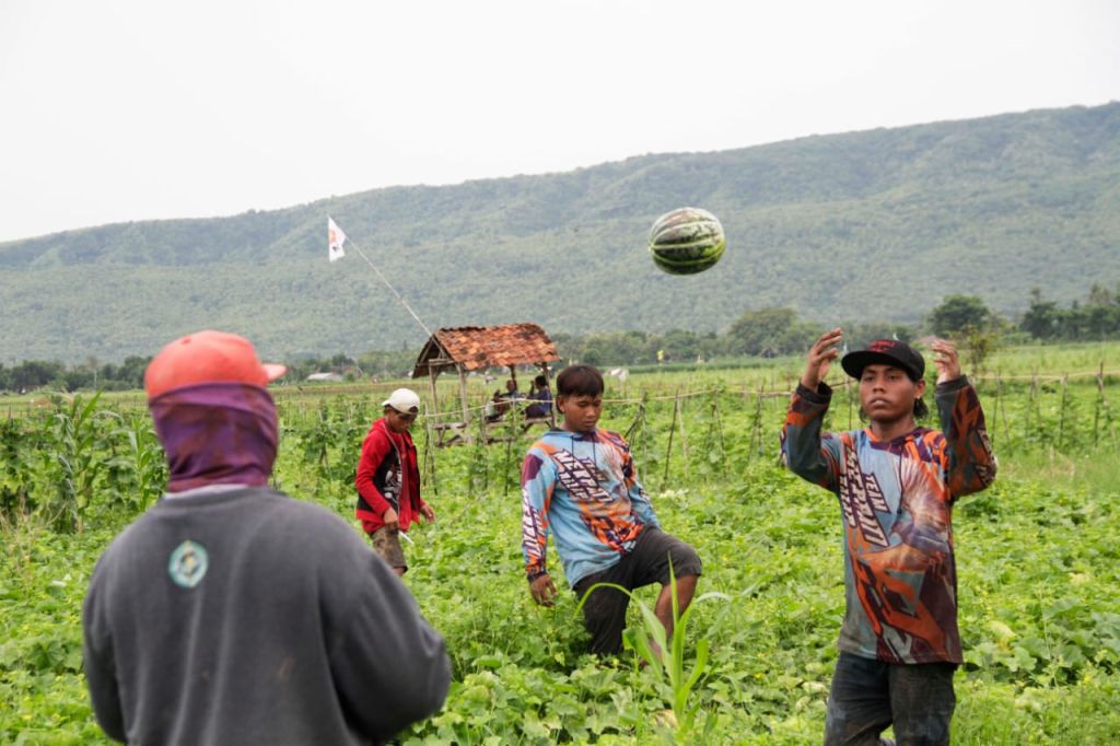 Petani Blewah di Situbondo Ketiban Berkah Ramadan 2024