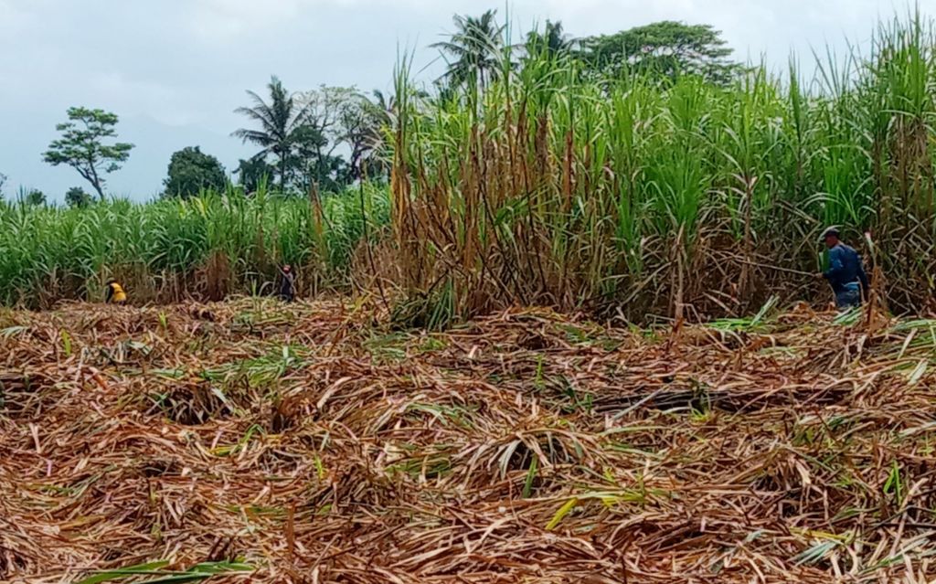 Petani Tebu Bondowoso Berharap Harga Gula Tidak Merosot