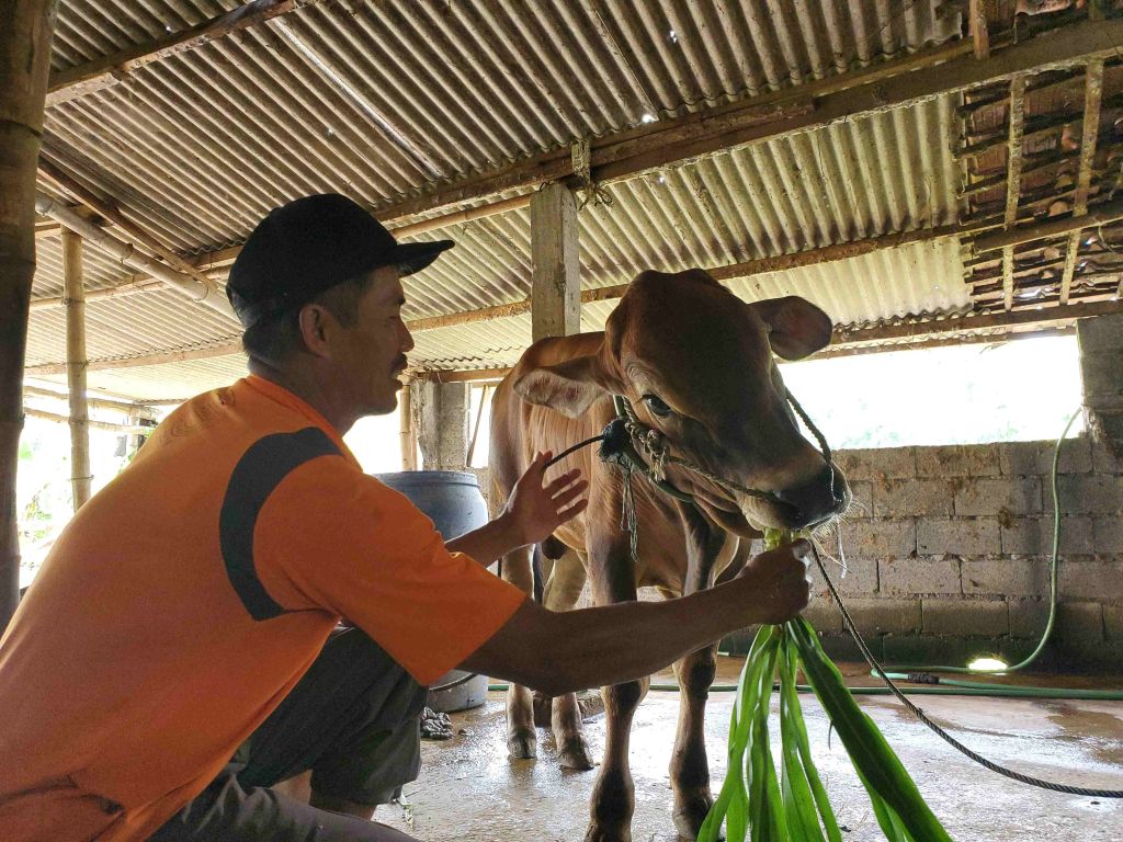 241 Ternak Terjangkit PMK di Mojokerto, Stok Vaksin Malah Kadaluwarsa
