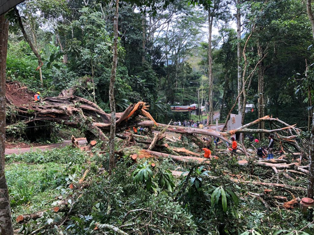 Pohon Raksasa Tumbang Tutup Jalur Alternatif Menuju Wisata Trawas Mojokerto