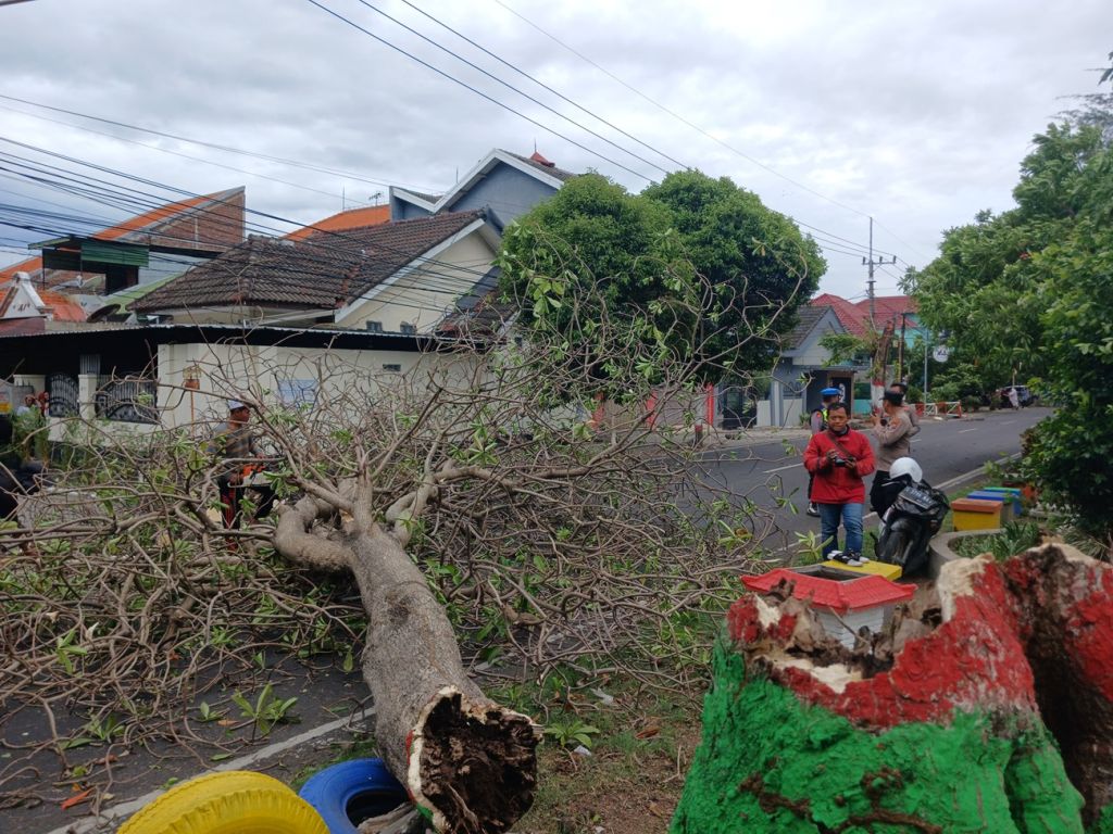 Pohon Tumbang Timpa Motor TNI Hingga Pegawai di Kota Mojokerto, 2 Orang Terluka