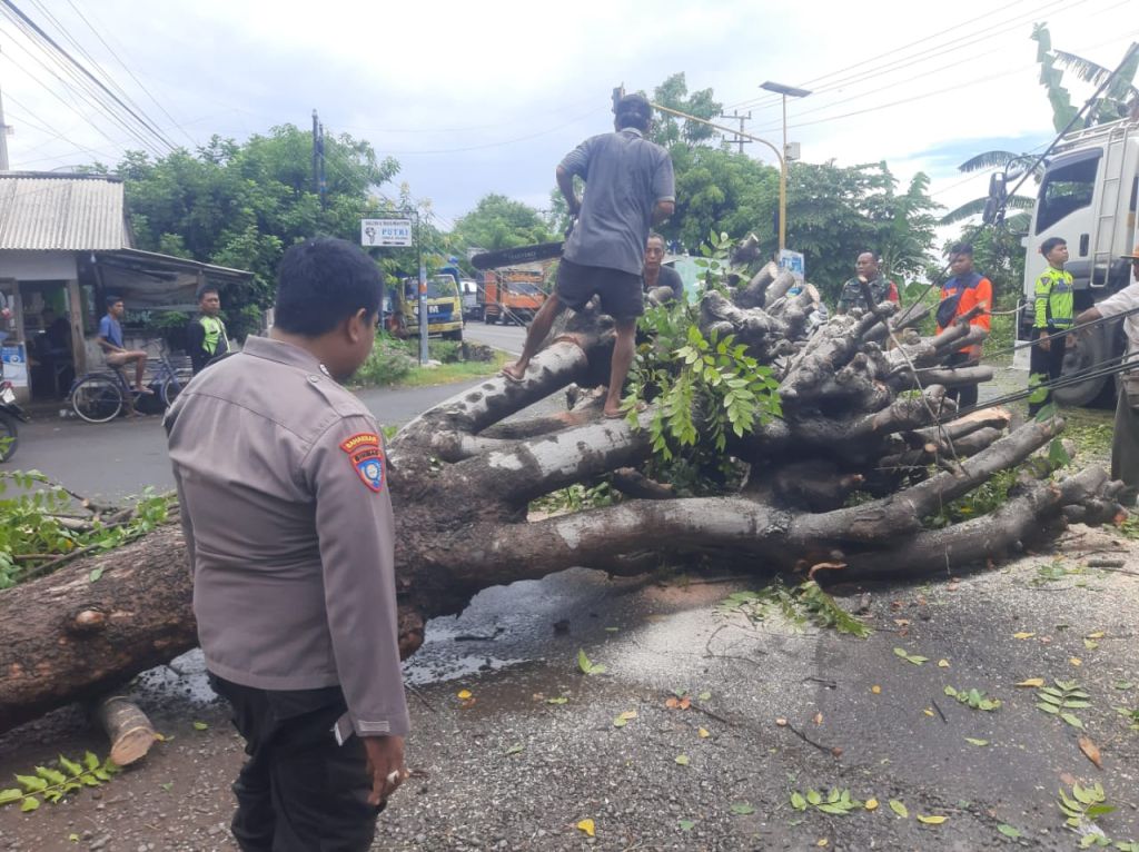 Pohon Besar Tumbang, Jalur Pantura Situbondo Lumpuh