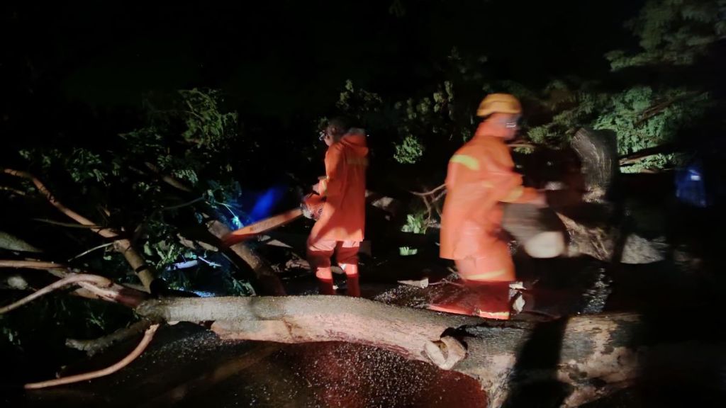 Belasan Pohon Tumbang Lumpuhkan Jalur Pantura Situbondo Sekitar 3 Jam