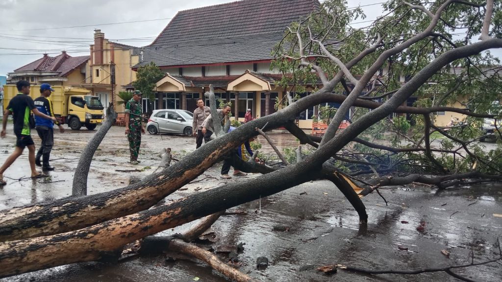 Pohon Tumbang, Arus Lalin di Jalur Pantura Situbondo Padat Merambat