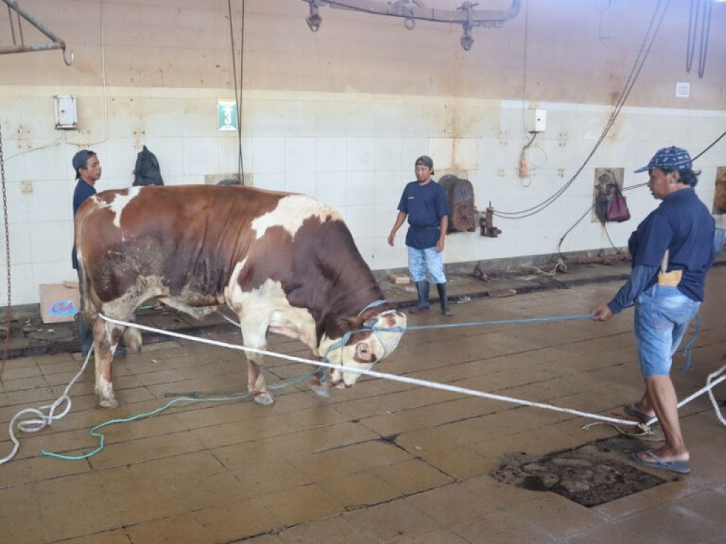 Minat Layanan Pemotongan Qurban di RPH Surabaya Meningkat, Target 250 Ekor Sapi