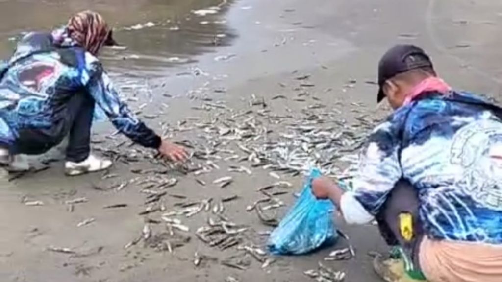 Kata BMKG Soal Fenomena Ribuan Ikan Lemuru Terdampar di Pantai Rajegwesi Banyuwangi
