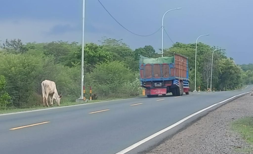 Waspada! Puluhan Ekor Sapi Berkeliaran di Jalur Pantura Baluran Situbondo
