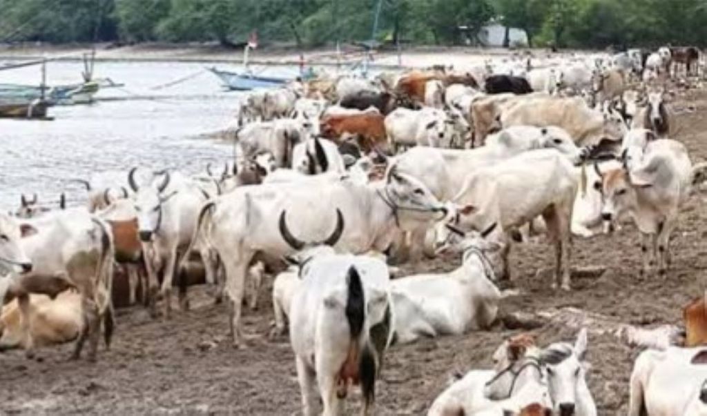 Di Wilayah Situbondo Ini Jumlah Sapi Peliharaan Lebih Banyak dari Warganya