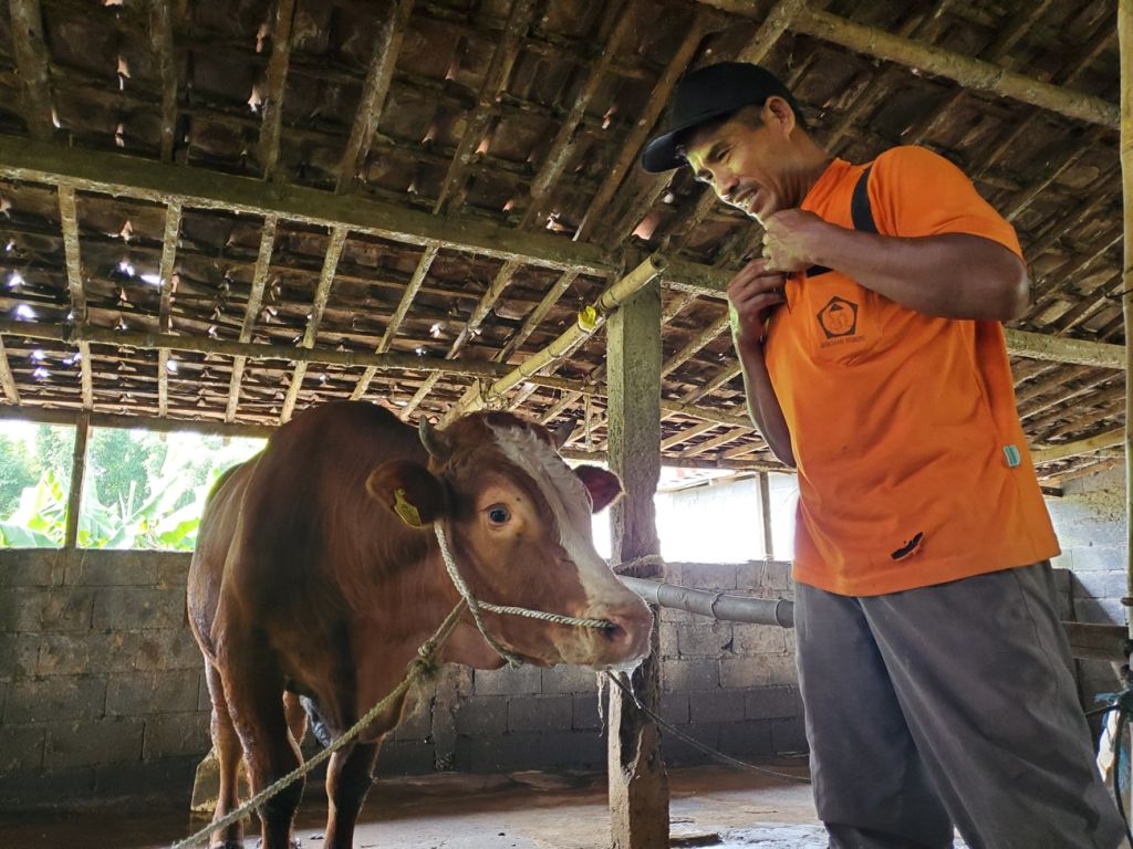 Mojokerto Waspada PMK, 8 Ekor Sapi Mati dalam Sepekan