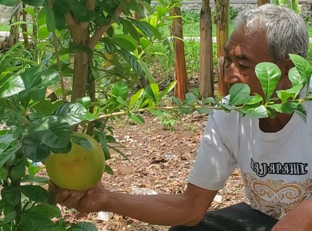 Lansia di Mojokerto Budidaya Buah Maja, Alasannya Bikin Haru