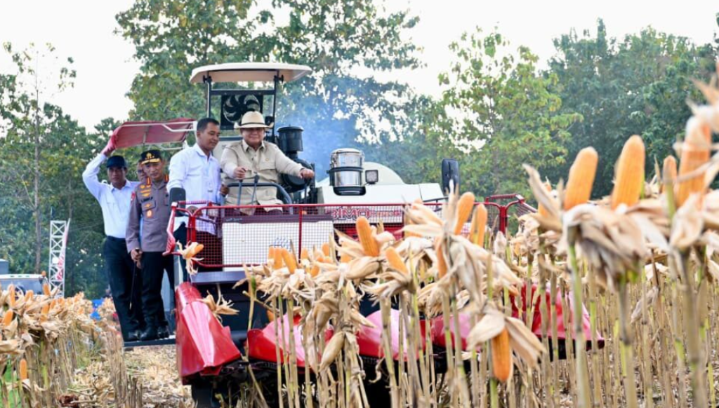 Prabowo Pimpin Panen Raya Jagung 1,23 Juta Ton, Sebagian Diekspor ke Malaysia
