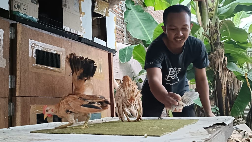Kisah Sukses Sekuriti di Kota Probolinggo Beternak Ayam Serama