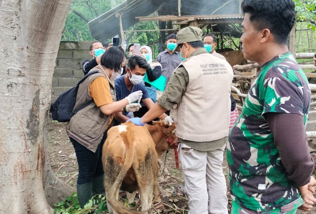Situbondo Juga Waspada Serangan PMK, 35 Ekor Sapi Mati