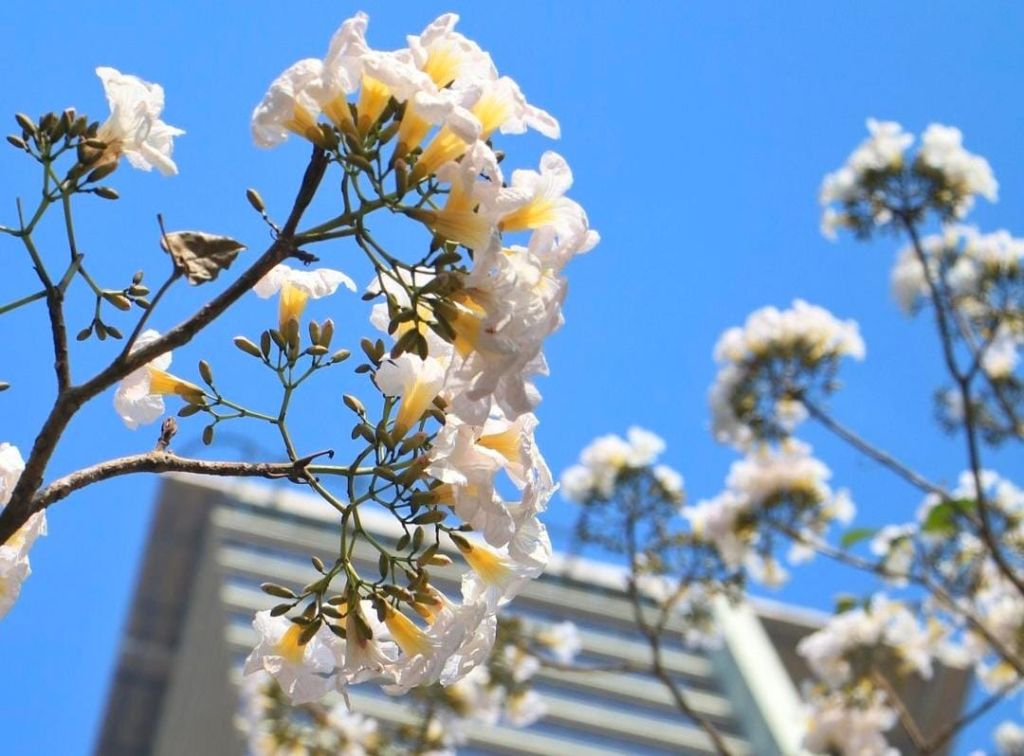 Tabebuya Bermekaran, Surabaya Rasa Jepang