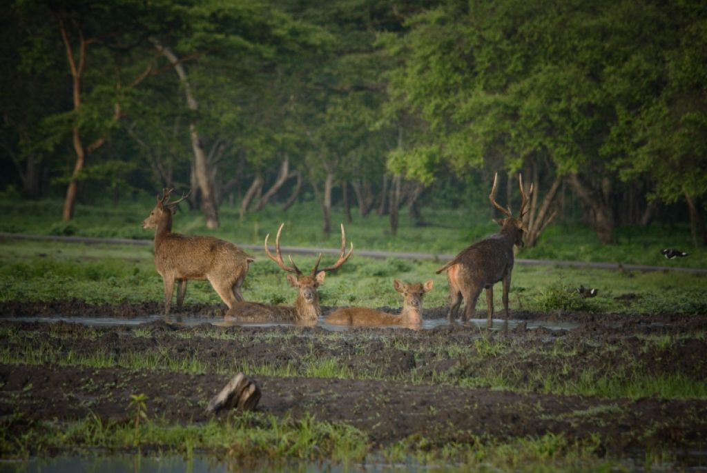 Catat! Taman Nasional Baluran Situbondo Ditutup Sementara Selama Satu Bulan