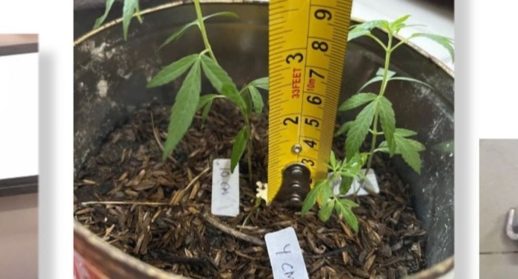 Pria Gresik Tanam Ganja Dalam Rumah