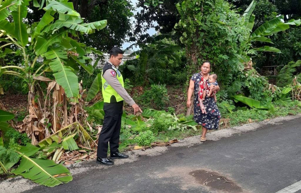 Tertimpa Pohon Pisang, Pemotor Situbondo Terkapar di Jalan
