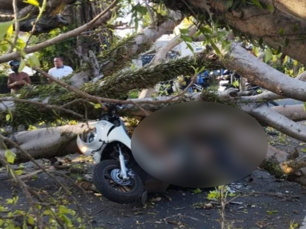 Dua Pengendara Motor Tewas Tertimpa Pohon Tumbang di Malang