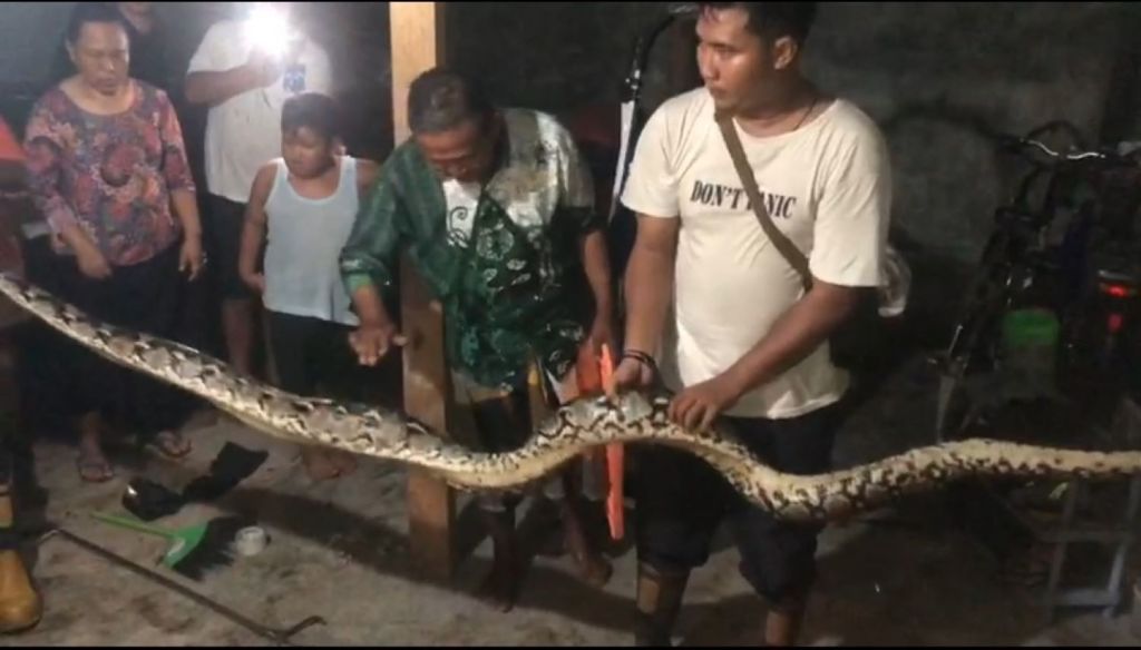 Heboh! Ular Piton Besar Bersembunyi di Atap Rumah Warga Mojokerto